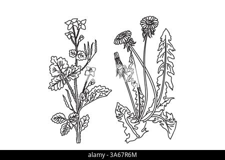 Line art medicinal plants isolated on white background. Hand drawn botanical outline dandelion and celandine with stems, leaves, flowers vector illust Stock Vector