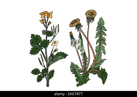 Botanical medicinal plants isolated on white background. Hand drawn dandelion and celandine with stems, leaves, flowers vector illustration. Graphic d Stock Vector