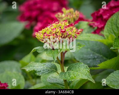 Green and dark pink flowers on an emerging flowerhead of Hydrangea macrophylla 'Ab Green Shadow' growing in a UK garden. Stock Photo
