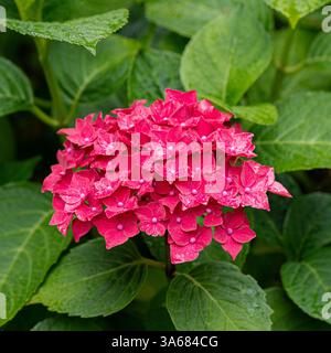 Dark pink flowers of Hydrangea macrophylla 'Ab Green Shadow' growing in a UK garden. Stock Photo