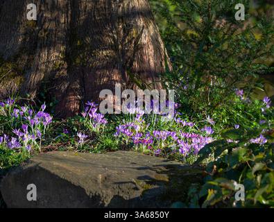 Backlit purple flowers of Crocus tommasinianus growing under a fir tree in a UK garden on a sunny day. Stock Photo