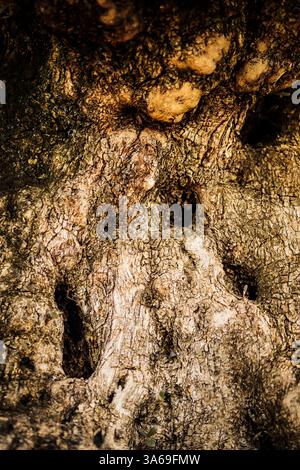 Close-up of an olive tree bark with deep cracks and knots. The rough, weathered surface forms an organic and abstract pattern, perfect for nature back Stock Photo