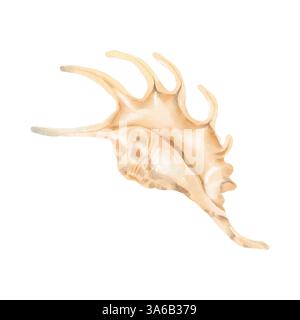 The shell of the lambis clam. Digital watercolor illustration. Seashell with spikes, beige shades, highlighted on a white background. Stock Photo