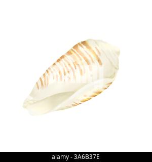 The shell of the strombus clam. Digital watercolor illustration. A beige shell highlighted on a white background. Stock Photo