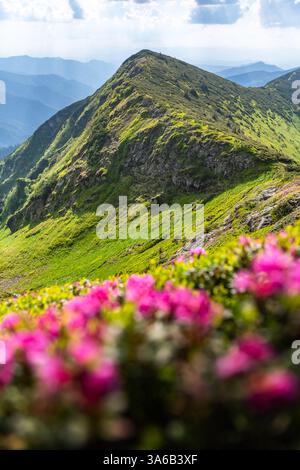 Spring scenery with blooming flowers and green willows at Zhejiang A&F ...