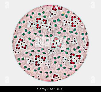 A detailed view of a circular structure displaying a network of interwoven fibers dotted with clusters of red and green elements, suggesting an intricate biological or cellular composition. Classic art with a modern twist reimagined by Artotop, Transformed French Fabrics, First Half of the Nineteenth Century Stock Photo