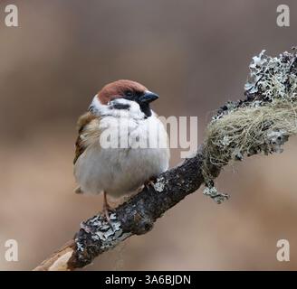 Eurasian tree sparrow (Passer montanus) sitting on a branch in the garden in spring. Stock Photo