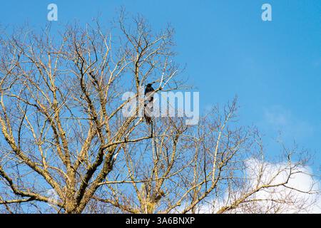Two carrion crows (Corvus corone) perched high in a tree Stock Photo