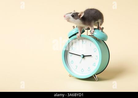 Adorable little rat and alarm clock on beige background, closeup. Space for text Stock Photo