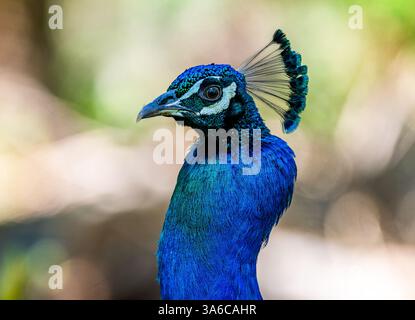 Close-up of the head of a peacock. Stock Photo