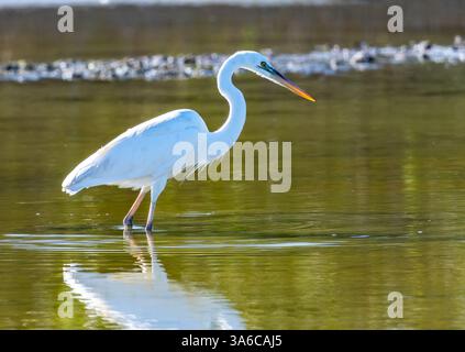 A white morph Great Blue Heron (Ardea herodias) catching a fish. Cuba. Stock Photo