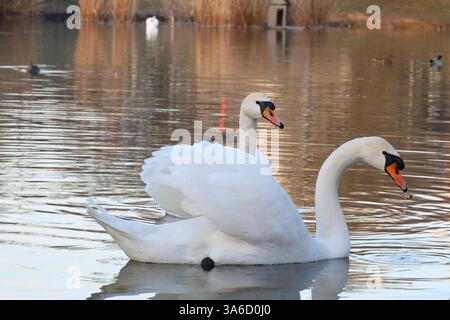A swan floating on the surface of a pond, water dripping from its beak Stock Photo