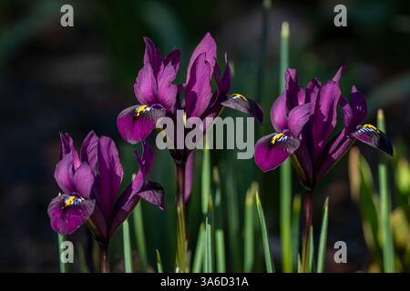 A row of dwarf iris flowers, Purple Gem. Purple netted iris (Iridodictyum reticulatum or Iris reticulata) flowers in garden. Stock Photo