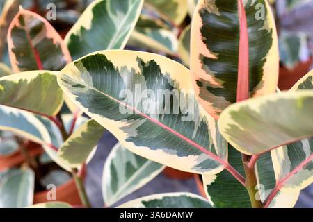 Close up of leaf of exotic a 'Ficus Elastica Variegata' rubber tree plant Stock Photo