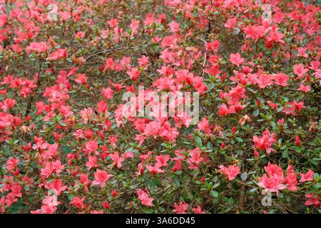 Flowering Azalea in Spring Stock Photo