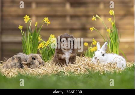animal friends Stock Photo