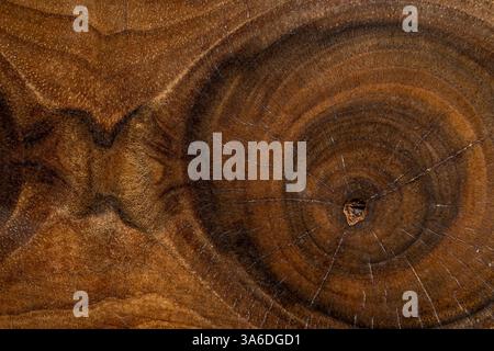 walnut wood with annual rings close up, processed for decoration a section of the trunk of a walnut tree Stock Photo