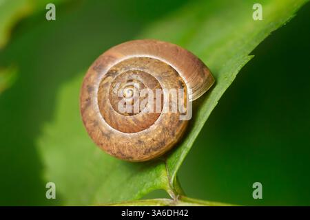 Brown snail shell in close-up on a green leaf Stock Photo