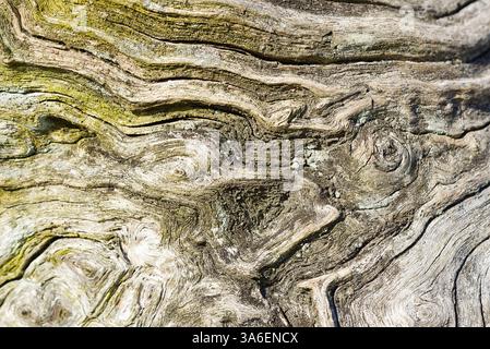 Intricate and Gnarled Driftwood Texture Captured in Stunning Detail with Unique Patterns Stock Photo