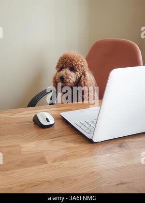 Poodle sitting in office chair and working on white laptop. On the Internet, nobody knows you're a dog: dog behind opened laptop on the desk. Stock Photo
