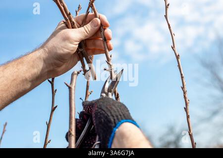 Pruning fruit trees in the garden in spring. The gardener cuts off the ends of the branches with pruning shears. Stock Photo