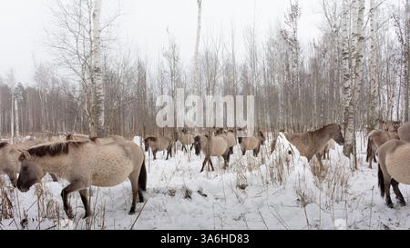 Herd of wild horses in the snowy forest Stock Photo