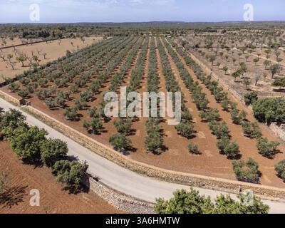 Olive grove on the way to L'Aguila, Llucmajor, Mallorca, Spain, Europe Stock Photo