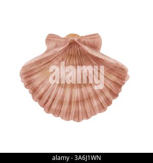 Clam shell, sea and river scallop. Digital watercolor illustration. A seashell, round with stripes, isolated on a white background. For posters, postc Stock Photo