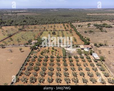 Olive grove on the way to L'Aguila, Llucmajor, Mallorca, Spain, Europe Stock Photo