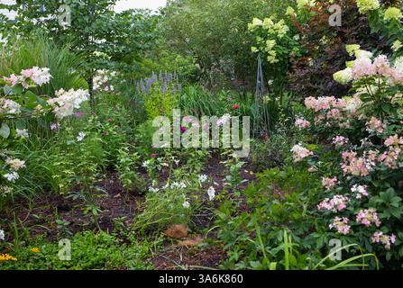 Beautiful limelight hydrangea bushes and Quick fire hydrangeas in full bloom in late summer in a residential neighborhood. Stock Photo