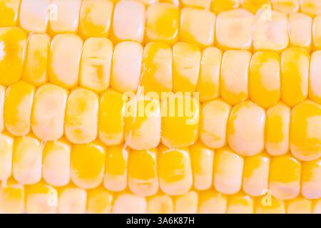 Yellow corn kernels on the cob, dense rows of corn seeds as background, overlay for artwork. Top view close-up. Macro photography. High quality photo Stock Photo