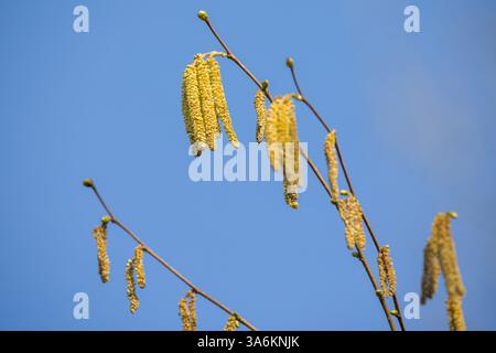 yellow hanging hazelnut catkins in sunlight against blue sky background Stock Photo