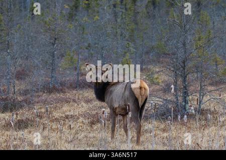 Young elk in the Clam Lake area of northern Wisconsin. Stock Photo