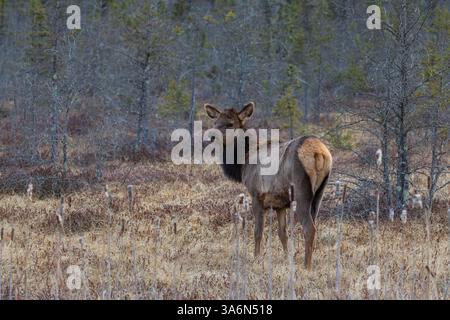 Young elk in the Clam Lake area of northern Wisconsin. Stock Photo