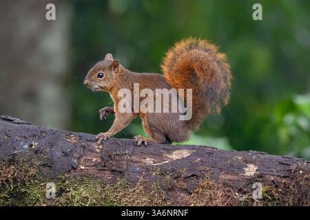 Side view of a Red-tailed Squirrel (Sciurus granatensis) on a tree trunk, near Cali, Colombia Stock Photo