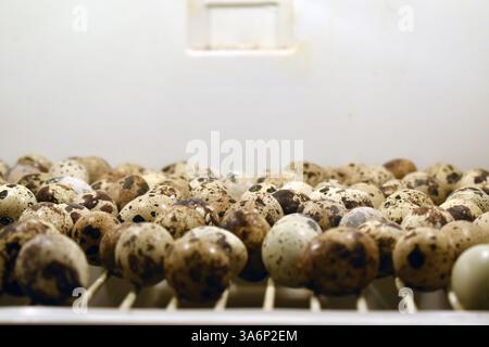 A close up of quail eggs in an incubator Stock Photo