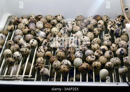 Growing quails on a poultry farm. Many quail eggs close-up in a special box incubator. Stock Photo
