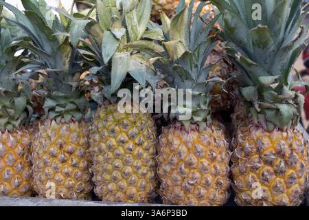 Sliced and half of Pineapple(Ananas comosus) on wooden table with blurred garden background.Sweet,sour and juicy taste.Have a lot of fiber,vitamins C Stock Photo