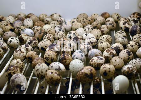 close up of quail eggs in an incubator Stock Photo