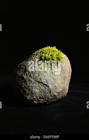 A rock with a bit of moss growing on top. Stock Photo