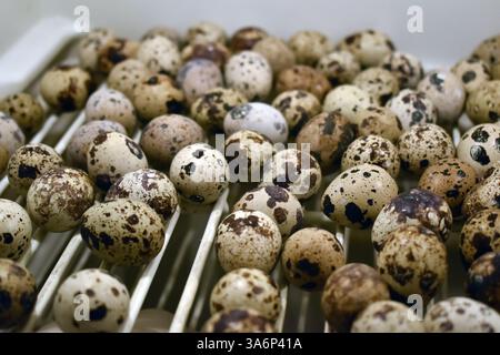 Quail eggs lie on a piece of material made of burlap close-up. Healthy and balanced food Stock Photo