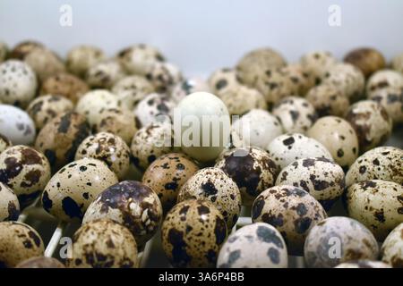 A Set of quail eggs perpaline eggs isolated on white background with shadow Stock Photo