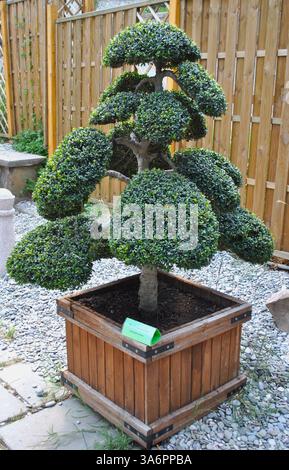 Garden bonsai, Japanese holly (Ilex crenata), Bonk Nursery, Bad Zwischenahn,  81 Stock Photo - Alamy