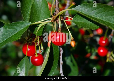 Red sour cherries ripening on the branches of a cherry tree, Maine, USA Stock Photo