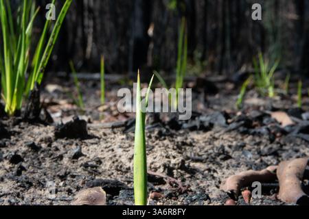 Small green shoots of regrowth folloing major fires in the Grampians in Australia 2025 Stock Photo