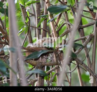 Corallus ruschenbergerii commonly known as a Tree Boa or Cascabel Dormillion Snake, on a mangrove tree at the Caroni Swamp or Caroni Bird Sanctuary in Trinidad and Tobago. Stock Photo
