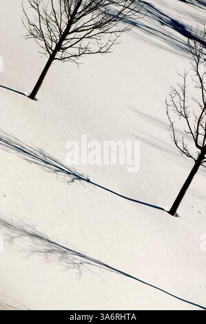 Shadows from trees falling on snow Stock Photo