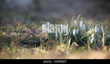 A patch of snowdrop flowers in soft focus, with the foreground blurred and sunlight gently illuminating the scene in early spring. Stock Photo