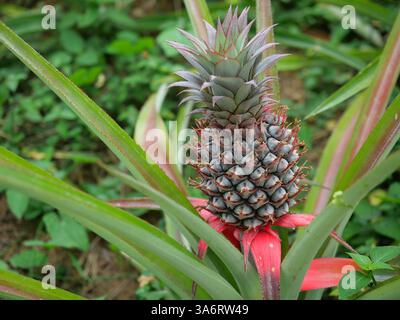 Young pineapple fruit on tree plant with natural green background, Tasty tropical fruit on the farmland Stock Photo