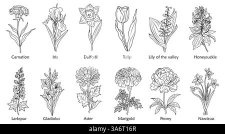 Birth month flowers line art vector illustrations. Stock Vector